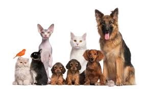 Chovatelské potřeby